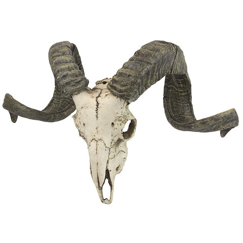 Corsican Ram Skull And Horns Plaque