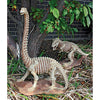 Image of Brachiosaurus Skeleton Dinosaur Statue