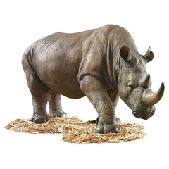 South African Rhino