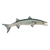 Image of Barracuda Wall Trophy