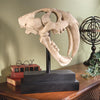 Image of Saber Tooth Tiger Skull On Museum Mount