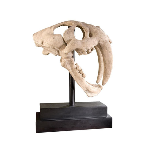 Saber Tooth Tiger Skull On Museum Mount