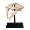 Image of Saber Tooth Tiger Skull On Museum Mount