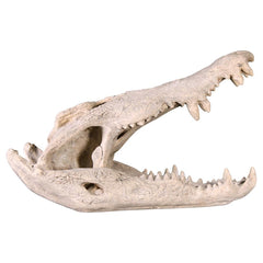Crocodile Skull