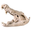 Image of Crocodile Skull