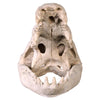 Image of Crocodile Skull