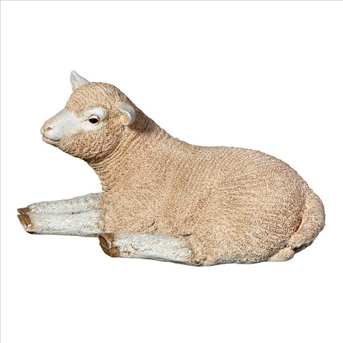 Merino Lamb Resting