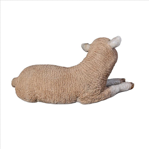 Merino Lamb Resting