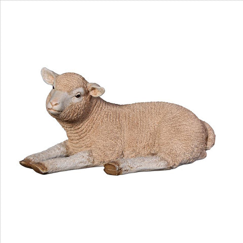 Merino Lamb Resting