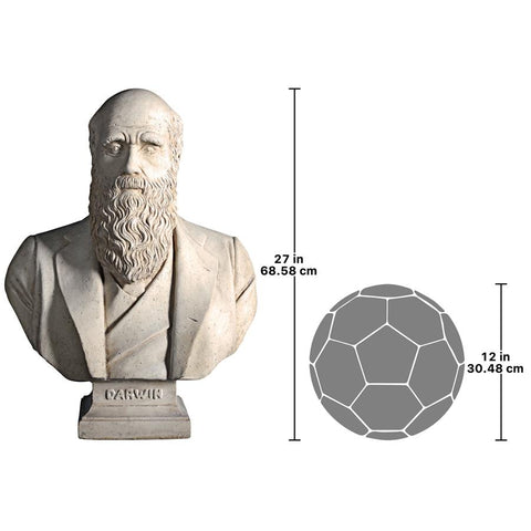Darwin Bust
