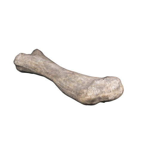 Apatosaurus Femur Fossil Statue