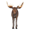 Image of Full Size Moose Statue