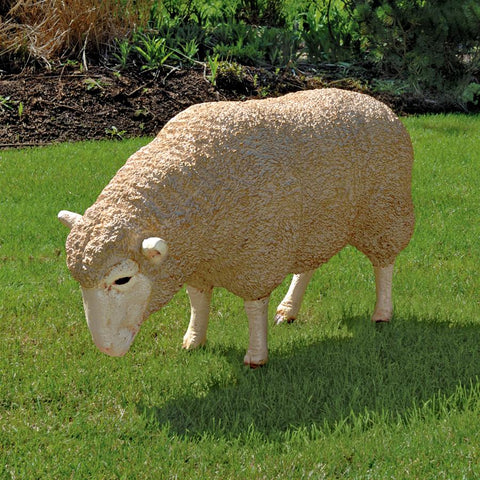 Merino Ewe W/ Head Down