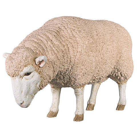 Merino Ewe W/ Head Down