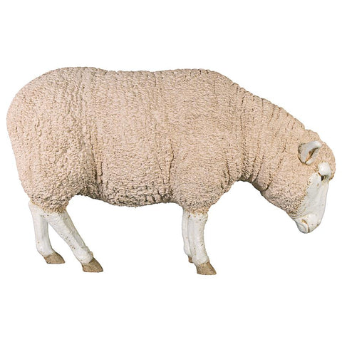 Merino Ewe W/ Head Down