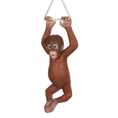 Pongo The Hanging Baby Orangutan