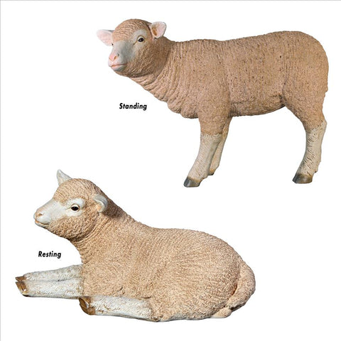 S/2 Merino Lambs