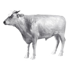 Grand Scale Herford Steer - Unpainted