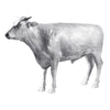 Image of Grand Scale Herford Steer - Unpainted