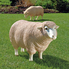 S/2 Merino Ewes