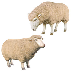 S/2 Merino Ewes