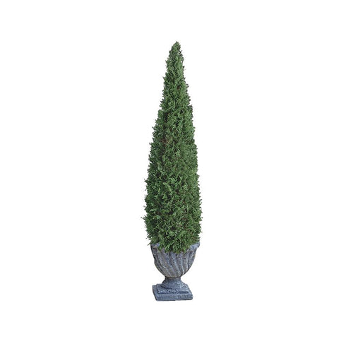48In Cone Evergreen Topiary