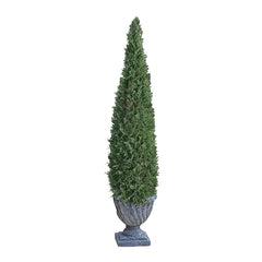 60In Cone Evergreen Topiary