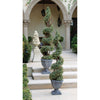 Image of 60In Spiral Boxwood Topiary